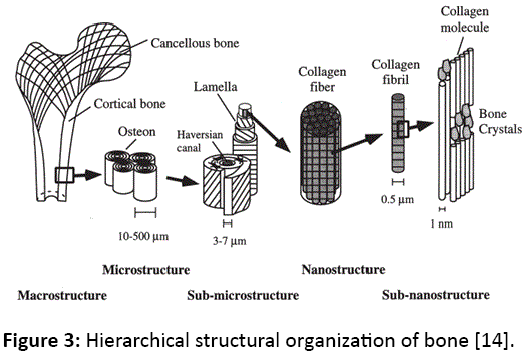 orthopedics-Hierarchical-structural-organization