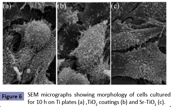orthopedics-SEM-micrographs-showing-morphology